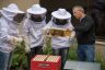 Installation de ruches au ministère de l'agriculture
