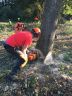 Préparation de l'arbre pour un abattage