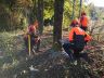 Préparation de l'arbre pour un abattage