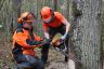 Chantier école 1ère Forêt