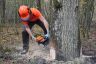 Chantier école 1ère Forêt