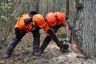 Chantier école 1ère Forêt