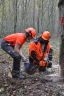 Chantier école 1ère Forêt