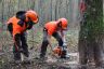 Chantier école 1ère Forêt