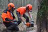 Chantier école 1ère Forêt