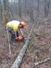 Ebranchage d'un arbre