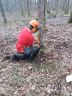 Abattage d'un arbre par coupe simple