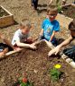 Plantation dans les carrés potagers