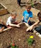 Plantation dans les carrés potagers