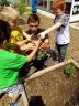 Plantation dans les carrés potagers