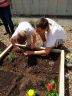 Plantation dans les carrés potagers