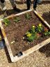 Plantation dans les carrés potagers