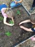 Plantation dans les carrés potagers