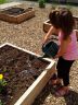 Plantation dans les carrés potagers