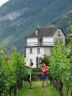 Au travail dans les vignes